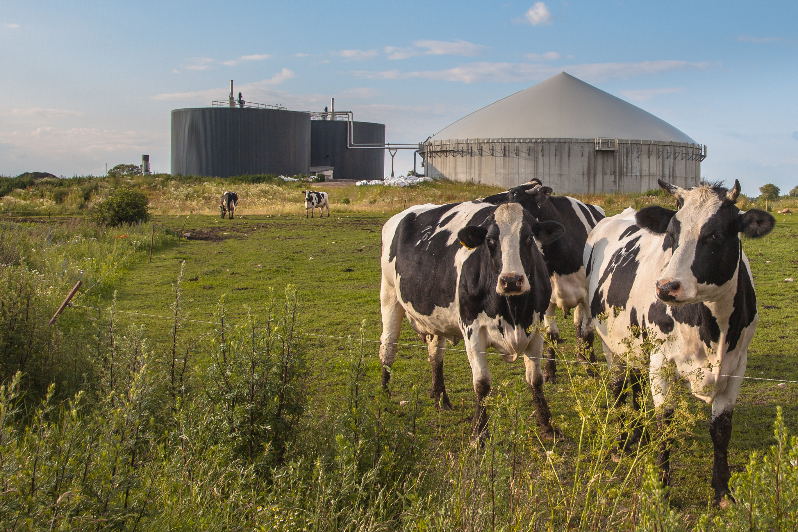 Biogasanlage mit Rindern