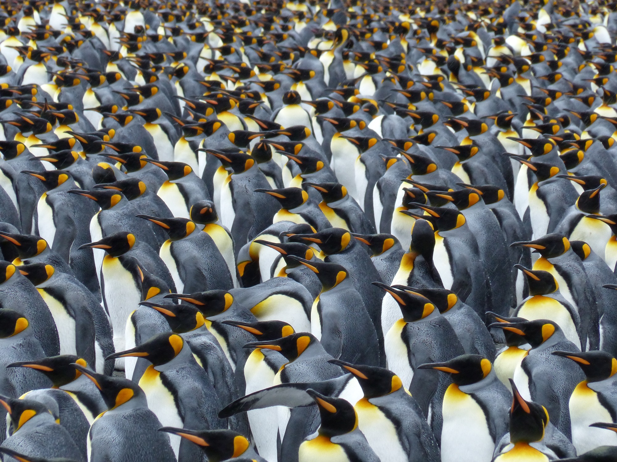 Wie gut hören Pinguine?