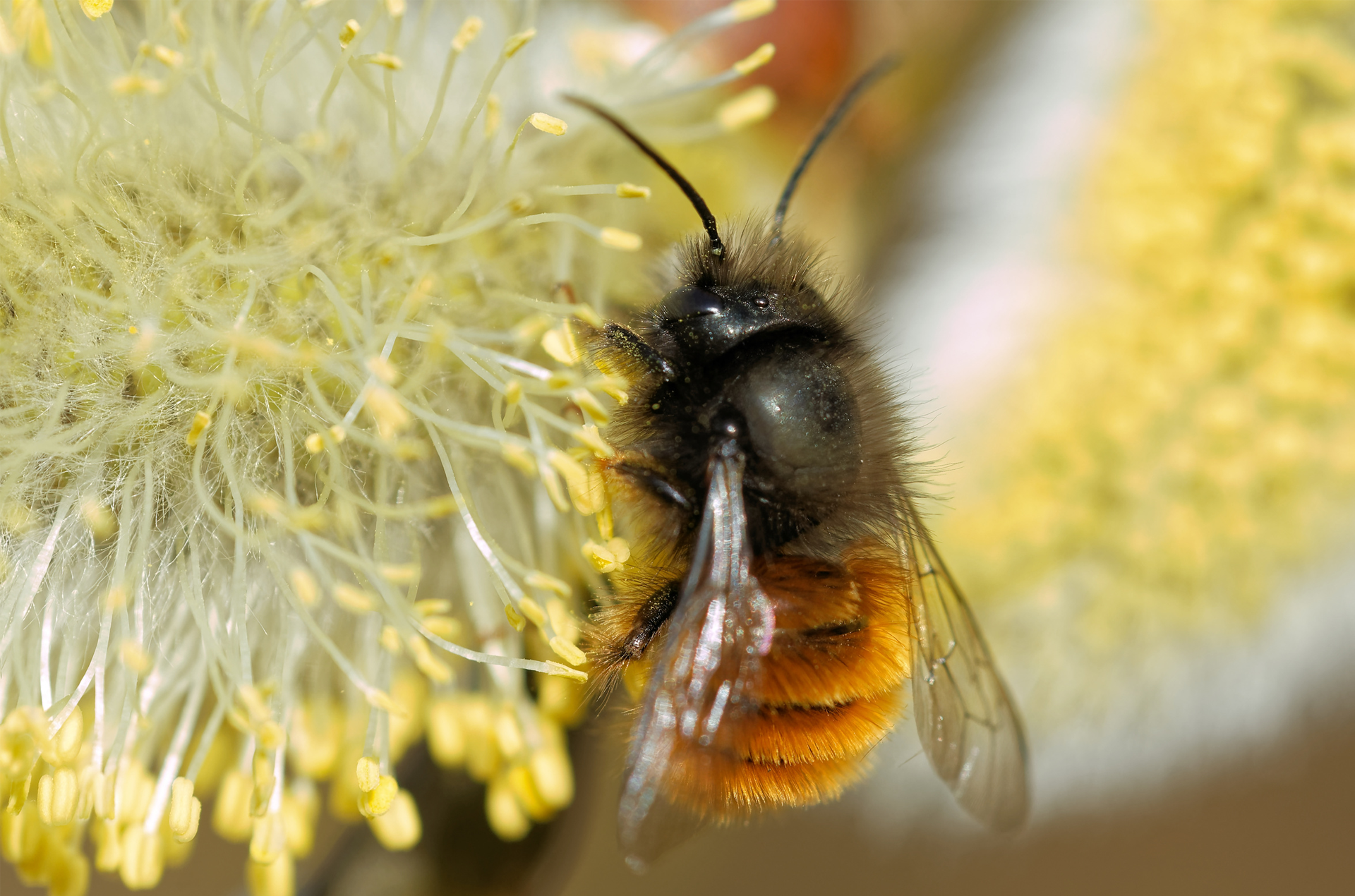 Mauerbiene bei der Pollensuche