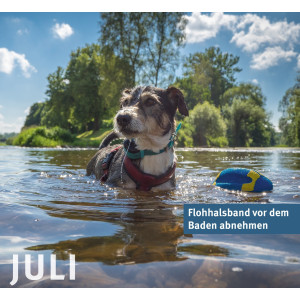 Foto von Hund mit Spielzeug im Gewässer badend, darüber Text: Flohhalsband vor dem Baden abnehmen