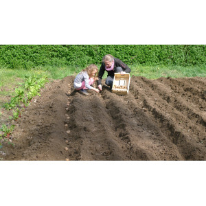 Zwei Personen setzen Kartoffeln in den vorbereiteten Kartoffelacker.