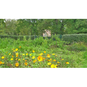 Blumen und Gemüsepflanzen im Nutzgarten der Urbanen Farm, im Hintergrund der Gartenpavillon "Schlangenhaus" des Liusiums.