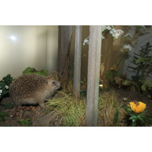 Vitrine mit Igel