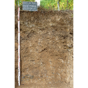 Das Bodenprofil am Standort Retzstadt, Typ Muschelkalk (vorwiegend Kalkstein z.T. dolomitisch)