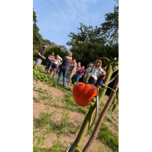 Eine Tomate im Garten. Gemeinsam mit ehrenamtlichen Helferinnen und Helfern wird wieder Gemüse für die lokale Nah- und Selbstversorgung in der Stadt angebaut