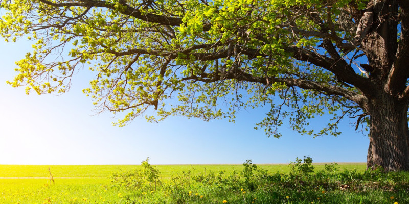 Das Bild zeigt eine grüne Wiese mit einem großen Baum und darüberliegenden blauen Himmel.