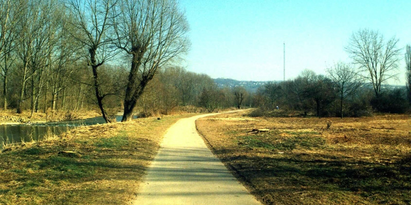 Foto: Befestigter Uferweg parallel zur Ahr. Am Ufer steht eine zweistämmige Weide.