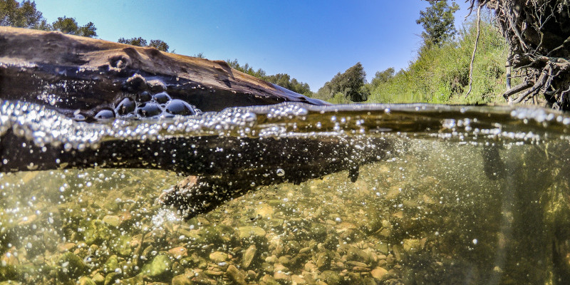 Unterwasserfoto eines Sturzbaums in der Ahr.