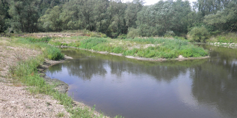 Foto: Eine Gewässerfläche mit Krautvegetation (Seitenarm) im Vordergrund und Bäumen im Hintergrund (Uferbewuchs der Fulda)