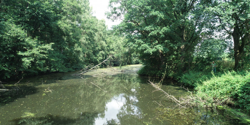 Foto: Ein reaktivierter Altarm der Hase bei Haselünne-Eltern. Beidseitig findet sich entlang der Ufer üppige Vegetation aus Gehölzen, Büschen und Sträuchern.