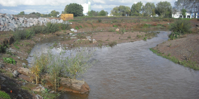 Foto: Am Ufer der Helme liegt ein Raubaum, der mit kleiner Vegetation bewachsen ist. In einer Weitung des Gewässers liegt mittig eine Insel aus Kies.