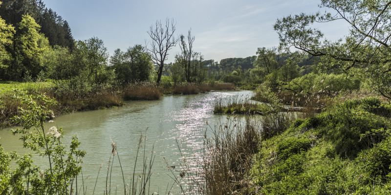 Nahaufnahme des Altwassers bei Thalham mit naturnaher Ufervegetation.