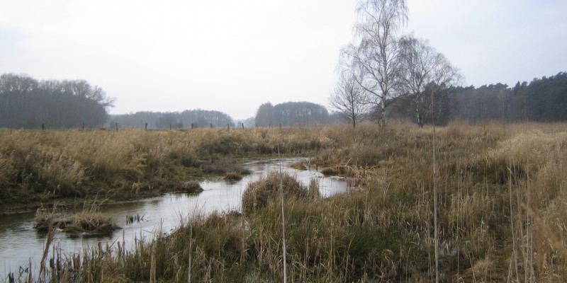 Foto: Die Nebel verläuft durch die neu gestaltete Landschaft. Im Gewässer liegen Störelemente in Form von Steinen und Vegetation. Entlang der Ufer hat sich eine dichte Vegetation aus Büschen, Gräsern und jungen Gehölzen entwickelt.