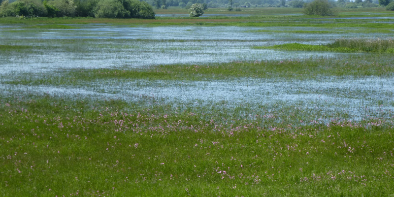 Foto: Wasser steht auf einer Feuchtwiese.