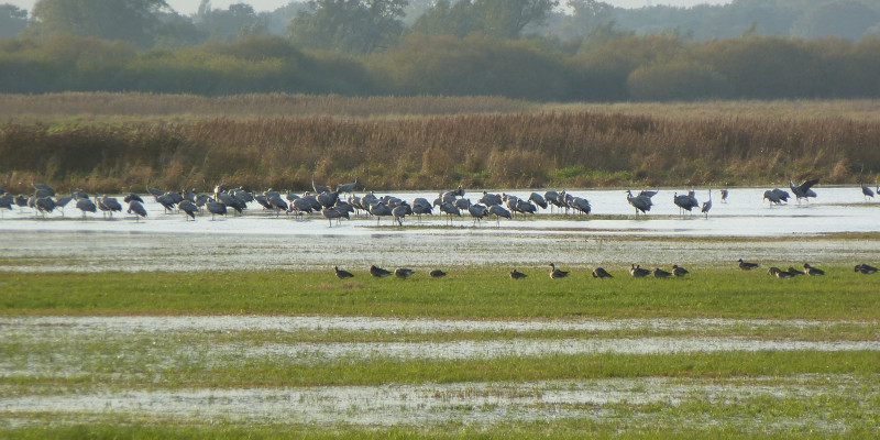 Foto: Gruppen verschiedener Vogelarten suchen in den vernässten Bereichen der Wümmeniederung nach Nahrung oder Brutplätzen.