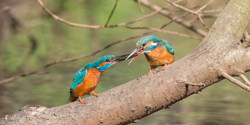 Foto: Zwei Eisvögel sitzen auf einem schweren Ast über einem Gewässer. Zusammen halten sie einen Fisch im Schnabel fest.