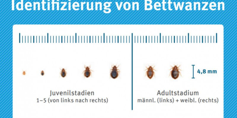 Bettwanzen in verschiedenen Entwicklungsstadien