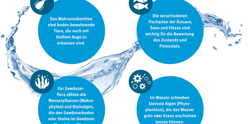 Grafik der vier Gruppen, die für einen Gewässerzustand herangezogen werden: Fischarten, makrozoobenthos, Phytoplankton und Gewässerflora