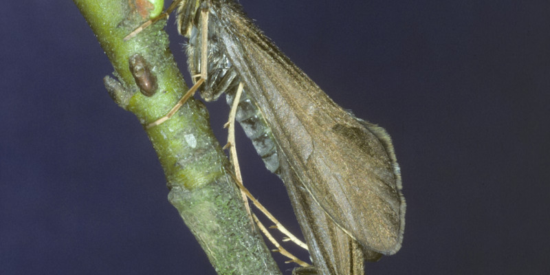 Foto von paarenden Köcherfliegen