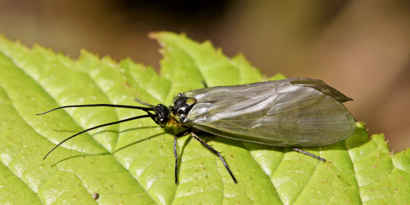 Eine Aufnahme der Köcherfliegenart Oligotricha striata