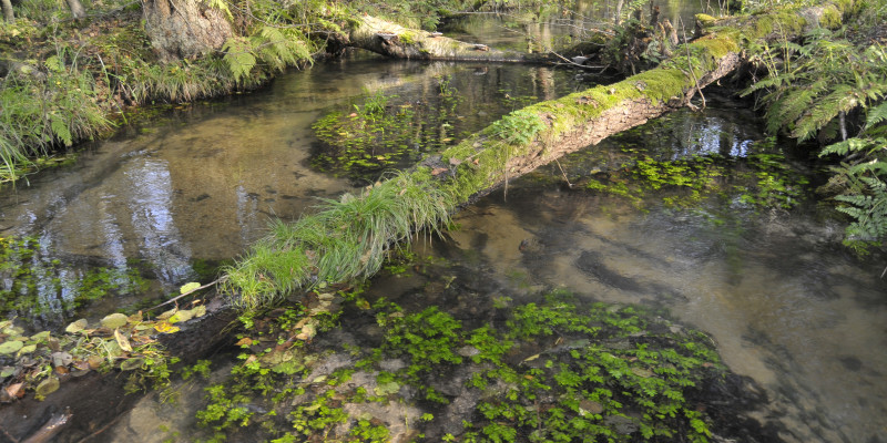 Der Fluss Nieplitz