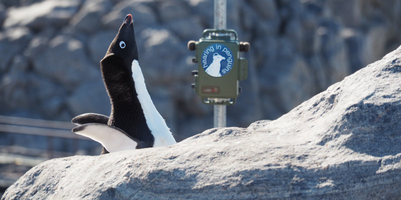 Ein Pinguin vor einem Messgerät.