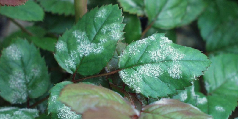 Echter Mehltau an Rosenblättern