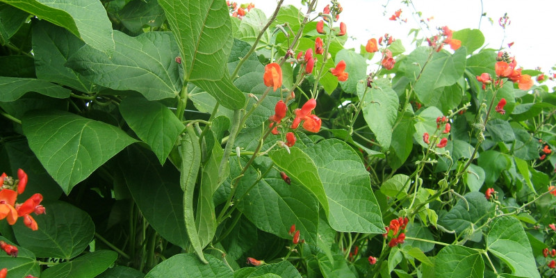 Feuerbohnenpflanze mit Blüten