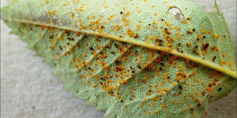 Unterseite eines Blattes mit orangen und braunen Pusteln des Rosenrosts