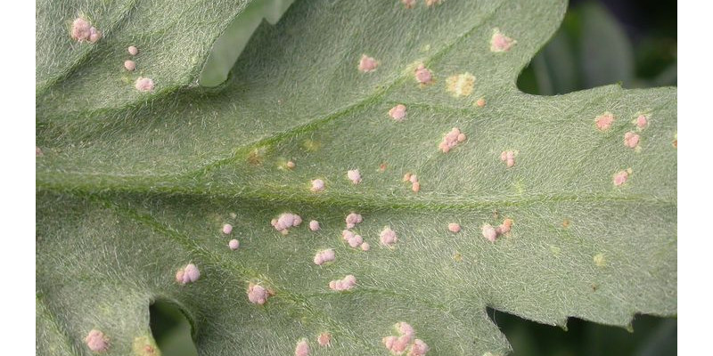 Unterseite eines mit Weißem Chrysanthemenrost befallenen Blatts.