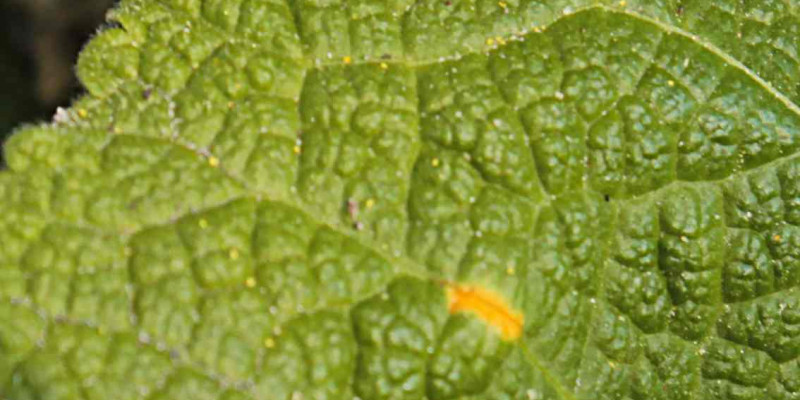 Oberseite eines Malvenblattes mit orangen Flecken des Malvenrosts