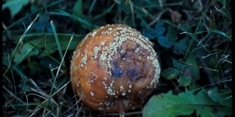 Durch Monilia-Pilze verursachte Fruchtfäule an einem Apfel. 