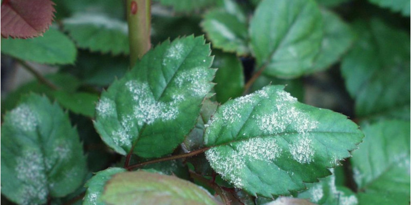 Echter Mehltau an Rosenblättern