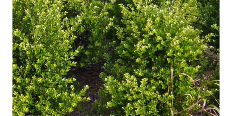 Japanische Stechpalme (Ilex crenata)