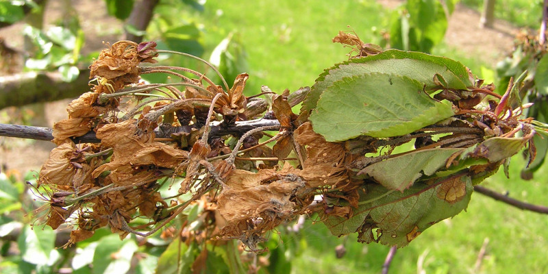 Spitzendürre (Monilia laxa ) an einem Sauerkirschbaum.