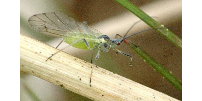 Blattlause Unbeliebte Gartenbesucher Umweltbundesamt