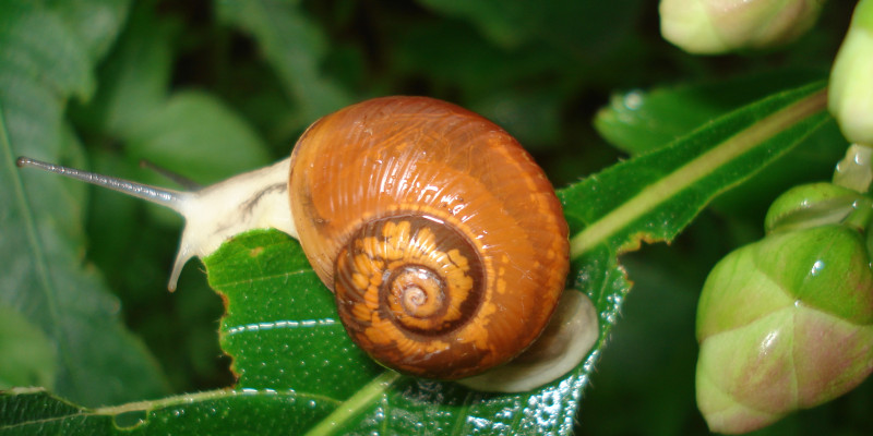 Gehäuseschnecke auf einem Blatt