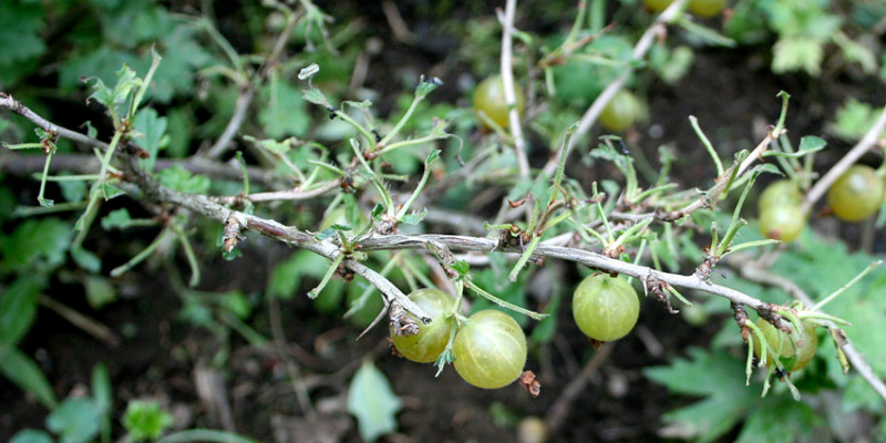 Kahlfraß durch die Larven der Gelben und der Kleinen Stachelbeerblattwespe