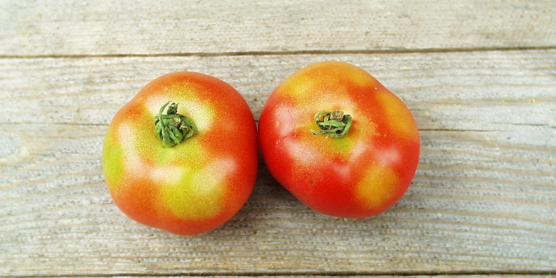 2 Tomaten mit Grünkragen auf hölzernem Untergrund