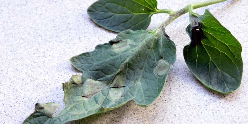 Von der Kraut- und Braunfäule befallene Tomatenblätter