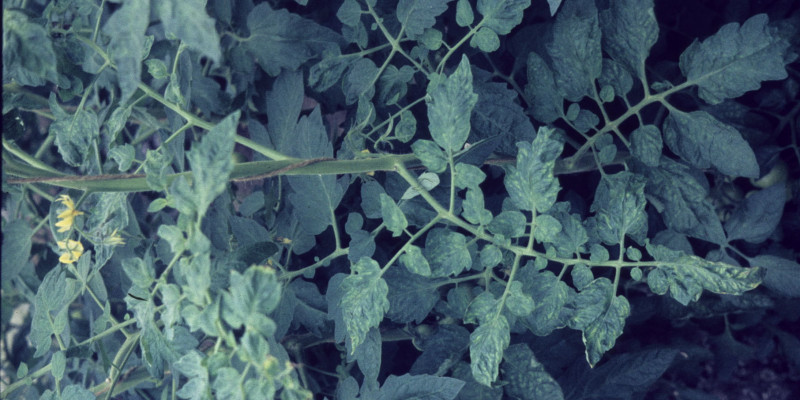 Blatt mit Tabakmosaikvirus