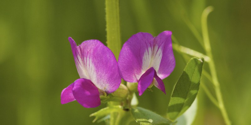 Die Sommer-Wicke