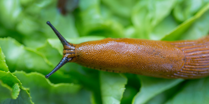 Gemeine Wegschnecke