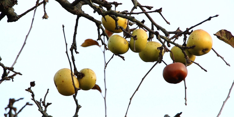 Äpfel an kahlem Zweig