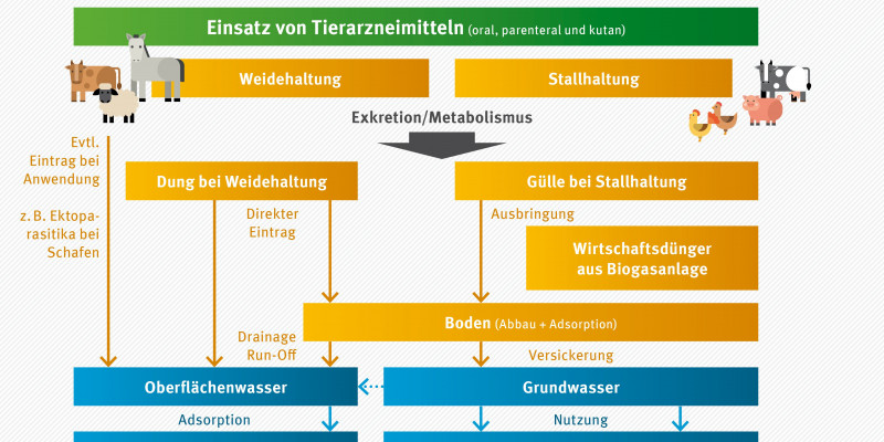 Das Fließschema zeigt die Wege des Eintrags von Tierarzneimitteln in die Umwelt. Eintragsmöglichkeiten sind die Stallhaltung und die Weidehaltung. Gülle und Dung können durch Weidetierhaltung entweder direkt in die Umwelt gelangen, oder als Wirtschaftsdünger auf landwirtschaftlichen Flächen ausgebracht werden. Dabei können Böden, Oberflächen-, Grund- und letztendlich auch Trinkwasser Tierarzneimittelrückstände enthalten.