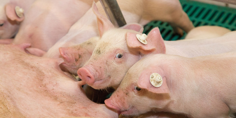 Foto: Ferkel beim Saugen an der liegenden Muttersau.