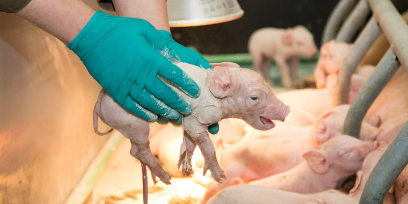 Ein Landwirt reibt ein frischgeborenes Ferkel mit Hygienepulver in der Nähe einer Wärmelampe trocken.