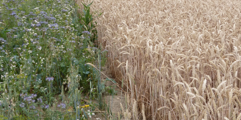 Das Bild zeigt einen Blühstreifen am Ackerrand mit Wildblumen neben einem Weizenfeld.