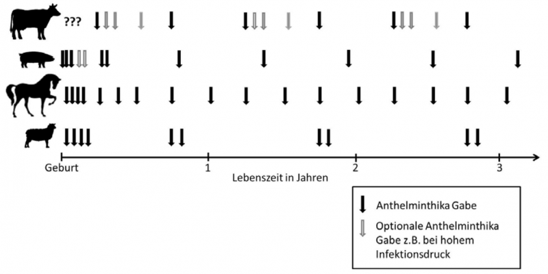 Überblicksdarstellung über die (optionale) Gabe von Anthelminthika für Kuh, Schwein, Pferd und Schaf.