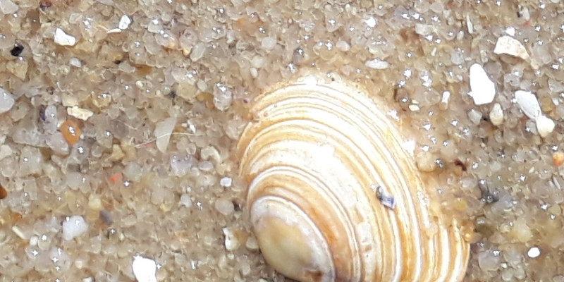 Braun-weiß gestreifte Muschel im Sand.  